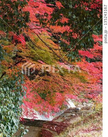 紅葉に包まれた静かな小川 紅葉に包まれた静かな小川 135243167