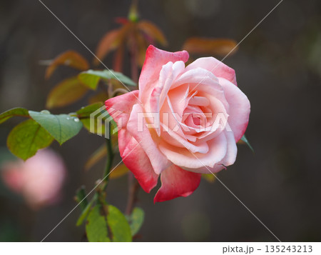 秋に咲くバラの花 135243213