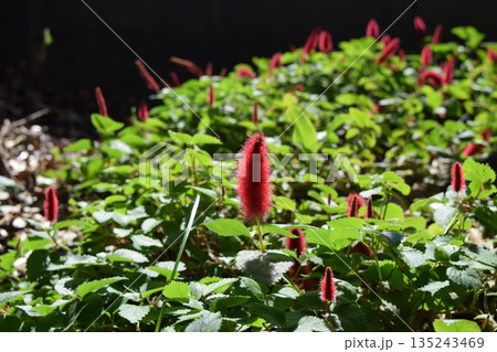 キャットテールの花 キャットテールの花 135243469