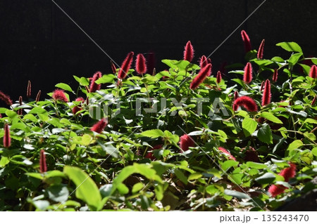 キャットテールの花 135243470