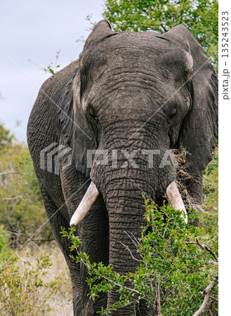 Elephant with impressive tusks gazes directly at the viewer amidst green bushes 135243523