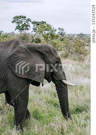 African elephant with grass in mouth. Safari Kruger National park, South Africa African elephant with grass in mouth. Safari Kruger National park, South Africa 135243524