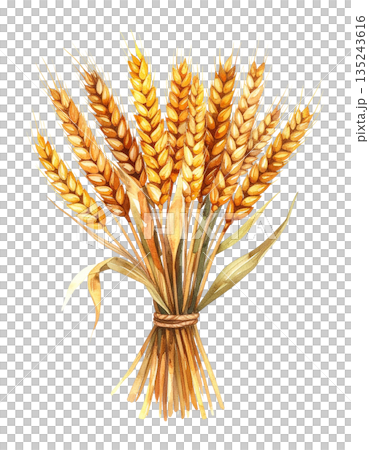 一束麥穗的水彩插圖 一束麥穗的水彩插圖 135243616