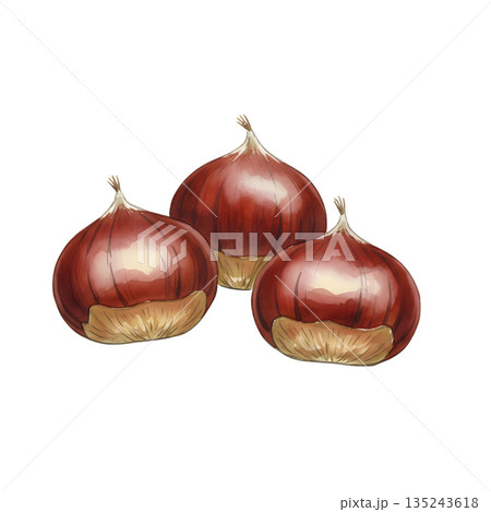 栗の水彩イラスト 135243618