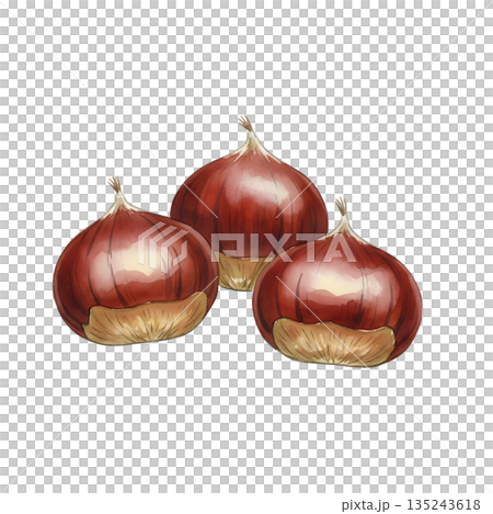 板栗水彩插圖 135243618