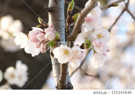 夕方の桜の花 135243646