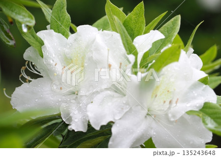 夕方のつつじ 夕方のつつじ 135243648