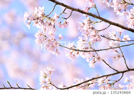 満開の桜の花が咲く 満開の桜の花が咲く 135243660