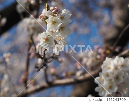 満開の桜 135243709