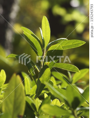 逆光にきらめく瑞々しい若葉。透過する光が描き出す繊細な葉脈と生命力の輝き。 135243793