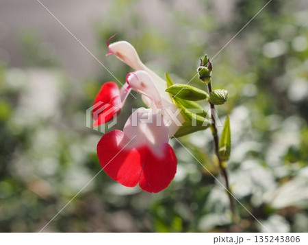 紅白のコントラストが美しいチェリーセージ・ホットリップスの花。爽やかな秋の光を浴びて。 135243806