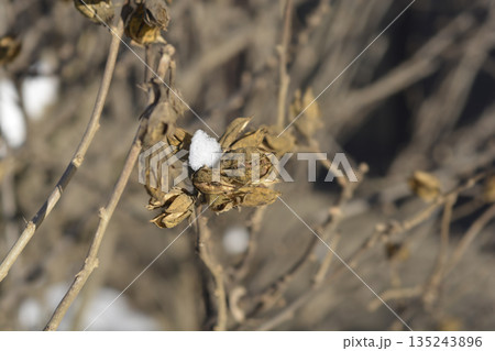 Rose Of Sharon 135243896