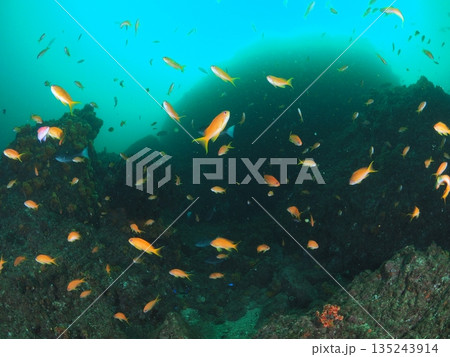 春濁りの海に舞うキンギョハナダイ 伊豆の水中風景 135243914