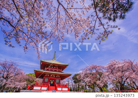 春の桜と孝道山（横浜市） 135243973