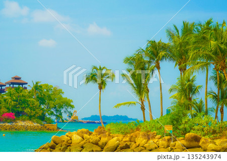 シンガポール・セントーサ島のヤシの木 シンガポール・セントーサ島のヤシの木 135243974