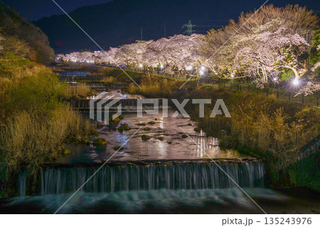 宮城野早川堤の桜 宮城野早川堤の桜 135243976