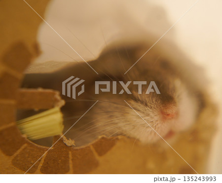 眠るジャンガリアンハムスターのイメージ 135243993