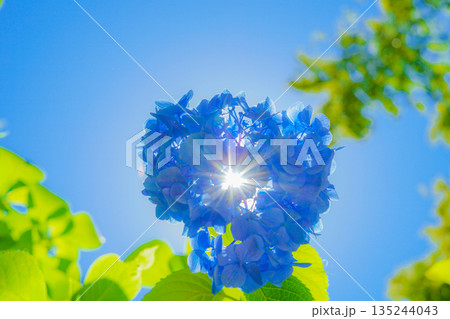青色の紫陽花と新緑 135244043