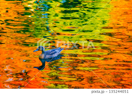 カモと紅葉が映り込む池 135244051