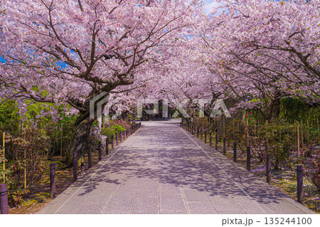 満開の桜のトンネル 135244100