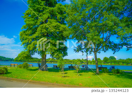 水元公園の新緑 135244123