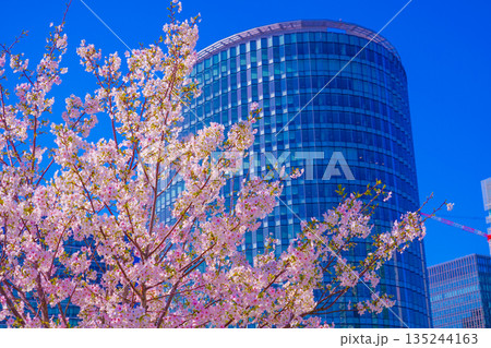 高島水際線公園と桜 高島水際線公園と桜 135244163