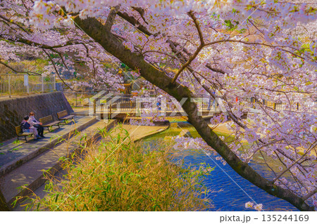 岸根公園の桜 135244169