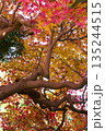 色づく葉 135244515
