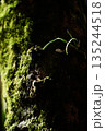 木に生える苔 135244518