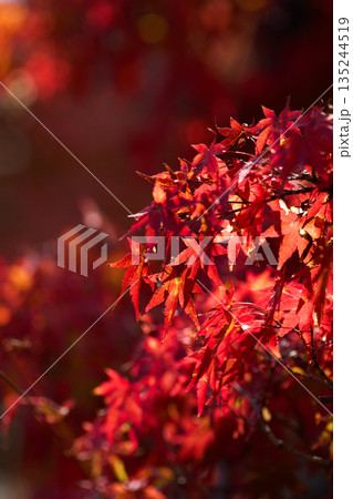 色づく紅葉 色づく紅葉 135244519