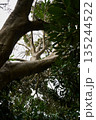 そびえ立つ樹木 135244522