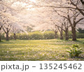 桜の花びら舞う春の公園風景 135245462