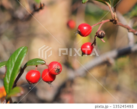 冬の陽光に輝く鮮やかな赤い実。寒空の下で生命力を感じさせる、瑞々しい自然のアクセント。 135245493