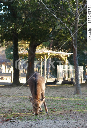 奈良公園の雌鹿 奈良公園の雌鹿 135245734