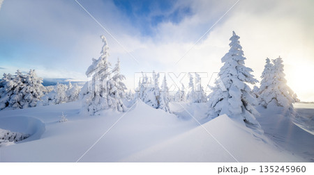 Beautiful winter landscape with snow covered trees and smooth snowy hills under soft morning light. Peaceful frozen forest scene with blue sky, clouds and untouched snow in a pristine mountain 135245960