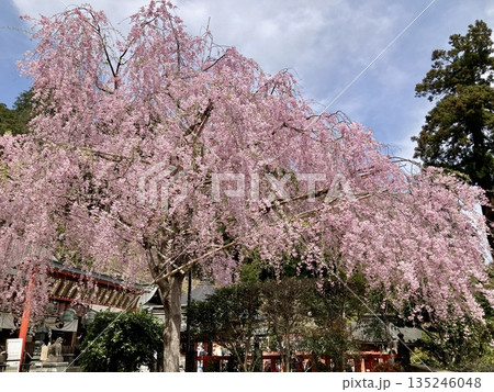 神社に咲き誇る満開の枝垂れ桜 神社に咲き誇る満開の枝垂れ桜 135246048
