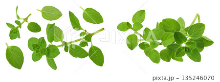 Oregano or marjoram leaves isolated on white background. Top view. Flat lay 135246070