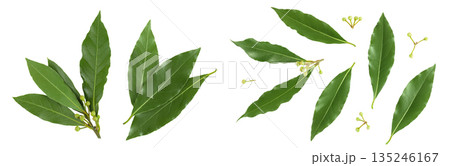 Fresh Laurel leaves isolated on white background. Green bay leaf. Top view. Flat lay. Fresh Laurel leaves isolated on white background. Green bay leaf. Top view. Flat lay. 135246167