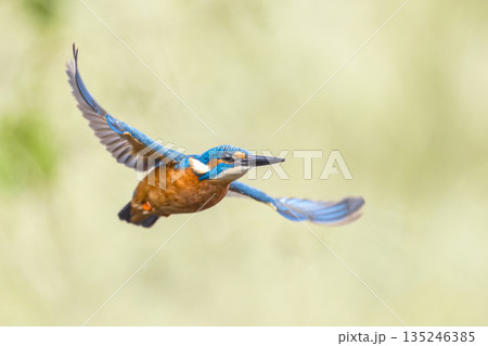 Common European Kingfisher Flying 135246385