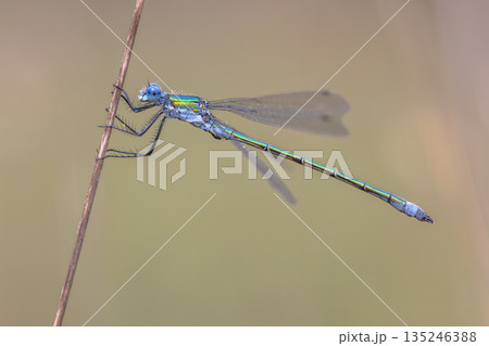 Emerald Damselfly resting on grass Emerald Damselfly resting on grass 135246388