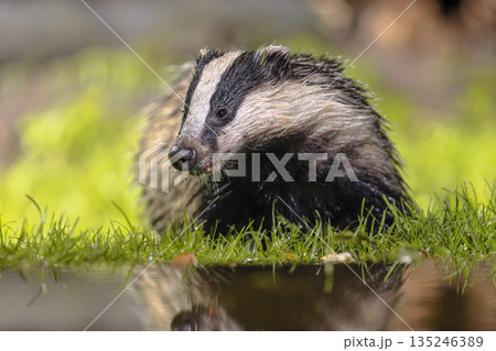 European badger foraging at night 135246389