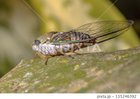 Green Cicada 135246392