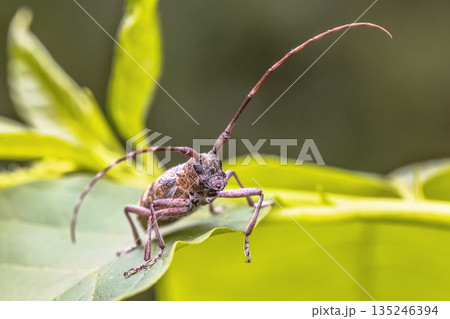 Pine Sawyer Beetle seen from Front Pine Sawyer Beetle seen from Front 135246394