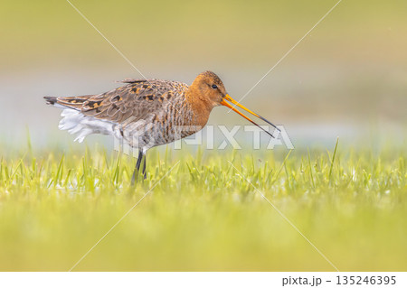 Black-tailed Godwit wader bird walking 135246395