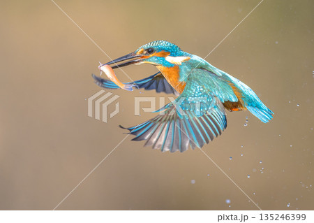 Common European Kingfisher Catching Fish Common European Kingfisher Catching Fish 135246399