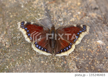 Mourning cloak warming in sun after hibernation 135246403