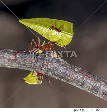 Leafcutter ants working together Leafcutter ants working together 135246405
