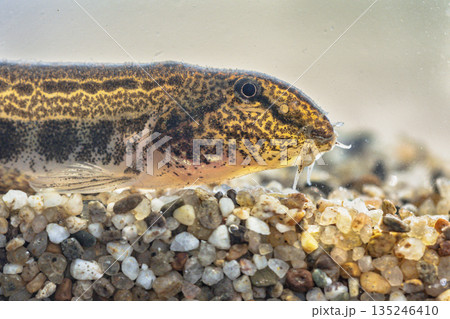 Spined loach in water 135246410