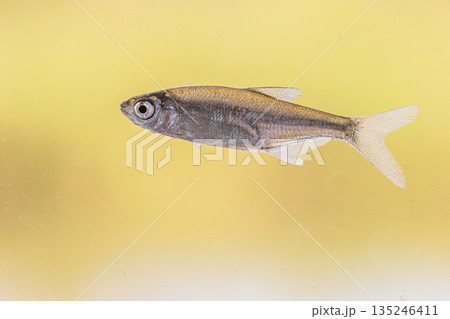 Sunbleak or Belica freshwater fish Sunbleak or Belica freshwater fish 135246411