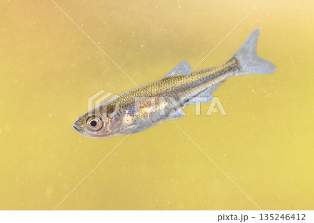 Sunbleak or Belica freshwater fish Sunbleak or Belica freshwater fish 135246412